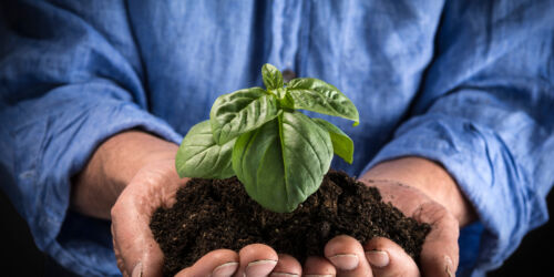 Middle aged man holds in his hands a small young green plant